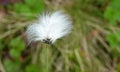 Summer cotton grass at Fiskhalsgraven canyon, Messingen in Sweden